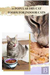 11 Popular Dry Cat Foods For Indoor Cats