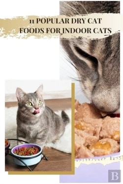 Bertrand.pt - 11 Popular Dry Cat Foods For Indoor Cats