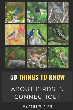 Bertrand.pt - 50 Things To Know About Birds In Connecticut