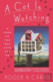 A Cat Is Watching: A Look At The Way Cat