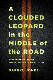 A Clouded Leopard In The Middle Of The Road