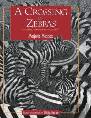 A Crossing Of Zebras