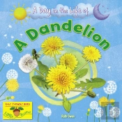 A Dandelion