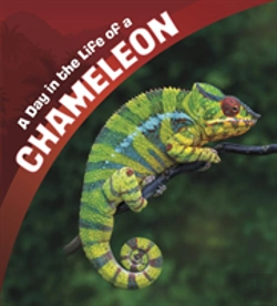 Bertrand.pt - A Day In The Life Of A Chameleon