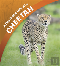 A Day In The Life Of A Cheetah