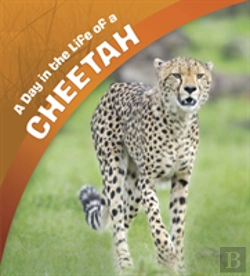 Bertrand.pt - A Day In The Life Of A Cheetah