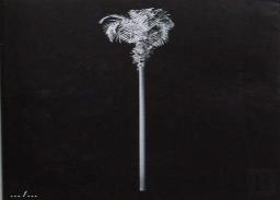 A Few Model Palm Trees