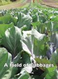 A Field Of Cabbages
