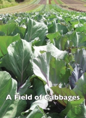A Field Of Cabbages