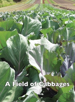 Bertrand.pt - A Field Of Cabbages
