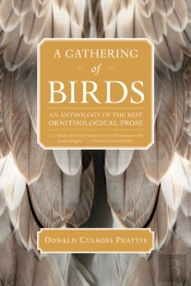 A Gathering Of Birds