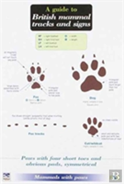 Bertrand.pt - A Guide To British Mammal Tracks And Signs