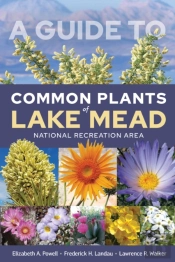 A Guide To Common Plants Of Lake Mead National Recreation Area
