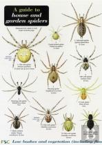 A Guide To House And Garden Spiders