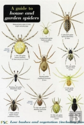 A Guide To House And Garden Spiders