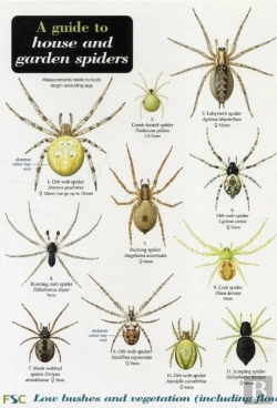 Bertrand.pt - A Guide To House And Garden Spiders