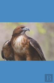 A Hawk'S Journey