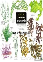 A Key To Common Seaweeds