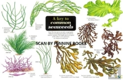Bertrand.pt - A Key To Common Seaweeds