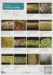 A Key To Lichens On Twigs