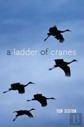 A Ladder Of Cranes