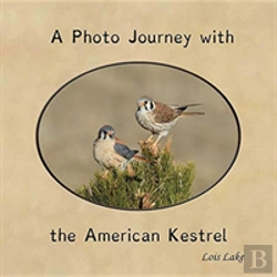 Bertrand.pt - A Photo Journey With The American Kestrel