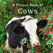 A Picture Book Of Cows