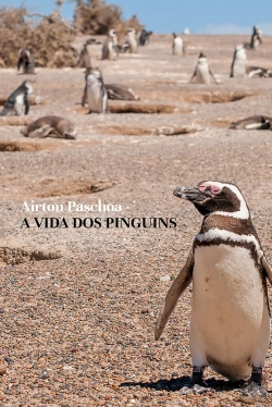Bertrand.pt - A Vida Dos Pinguins