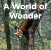 A World Of Wonder