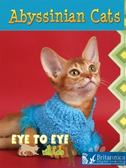 Bertrand.pt - Abyssinian Cats