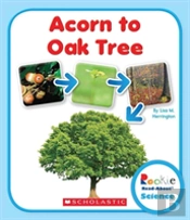 Acorn To Oak Tree