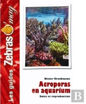 Acroporas En Aquarium