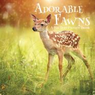 Adorable Fawns, A No Text Picture Book