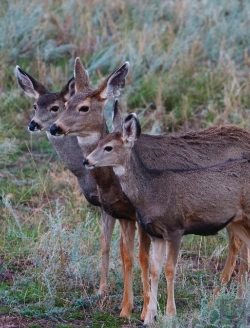 Bertrand.pt - Adult Mule Deer Journal