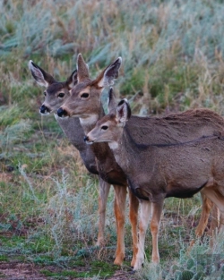 Bertrand.pt - Adult Mule Deer Journal