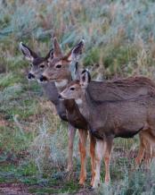 Adult Mule Deer Leftie Journal