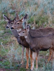 Adult Mule Deer Leftie Journal