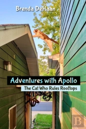 Adventures With Apollo