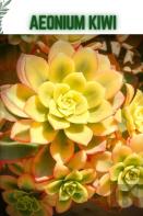Aeonium Kiwi