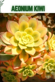 Aeonium Kiwi