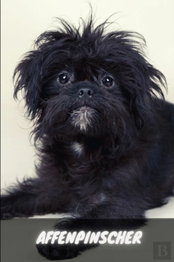 Bertrand.pt - Affenpinscher