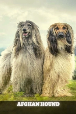 Bertrand.pt - Afghan Hound