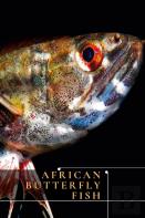 African Butterfly Fish