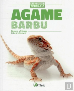 Bertrand.pt - Agame Barbu ; Pogona Vitticeps, P. Henrylawsoni
