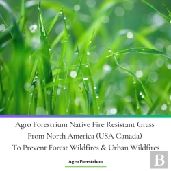 Bertrand.pt - Agro Forestrium Native Fire Resistant Grass From North America (Usa Canada) To Prevent Forest Wildfires & Urban Wildfires