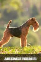 Airedale Terrier