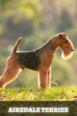 Bertrand.pt - Airedale Terrier