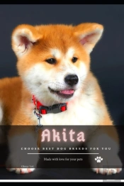 Akita