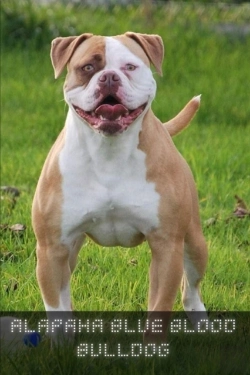 Bertrand.pt - Alapaha Blue Blood Bulldog