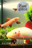 Albino Rainbow Shark